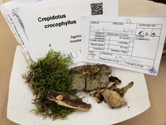 Crepidotus crocophyllus image