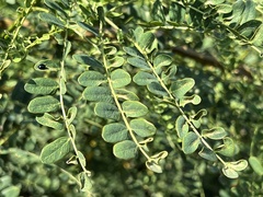 Adenopodia spicata