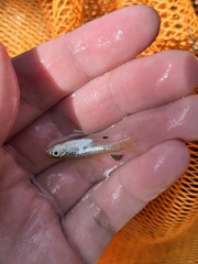Rasbora bankanensis