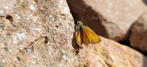 Moroccan Small Skipper