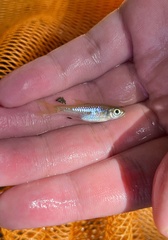 Rasbora bankanensis