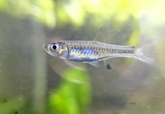 Rasbora bankanensis