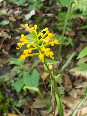 Platanthera cristata