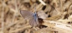 Pseudophilotes astabene