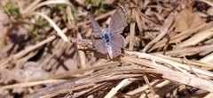 Pseudophilotes astabene