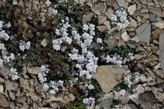 Veronica telephiifolia glareosa