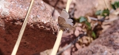 Pseudophilotes astabene