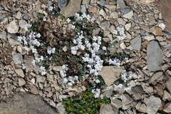 Veronica telephiifolia glareosa