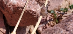 Pseudophilotes astabene