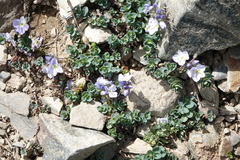 Veronica telephiifolia glareosa