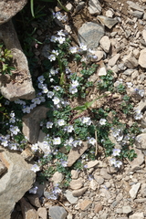 Veronica telephiifolia glareosa
