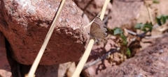 Pseudophilotes astabene