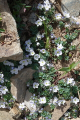Veronica telephiifolia glareosa