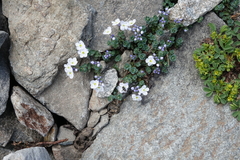 Veronica telephiifolia glareosa