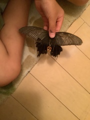 Papilio demetrius demetrius