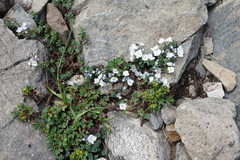 Veronica telephiifolia glareosa