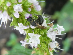Hylaeus hyalinatus