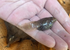 Leptobrachium hendricksoni