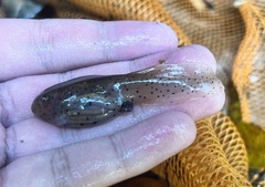 Leptobrachium hendricksoni