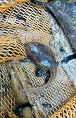 Leptobrachium hendricksoni