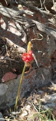 Arum korolkowii