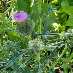 Cirsium vulgare