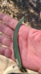 Eucalyptus decolor