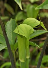 Arisaema tortuosum