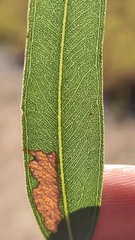 Eucalyptus decolor