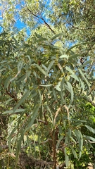 Eucalyptus decolor