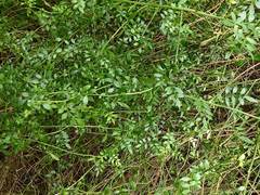 Chrysojasminum humile