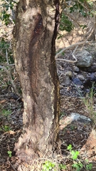 Eucalyptus decolor
