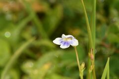 Lindernia hyssopioides