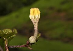 Ceropegia evansii