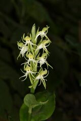 Habenaria gibsonii