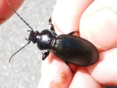 Morphocarabus