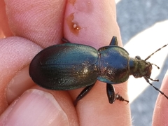 Morphocarabus