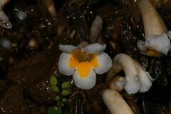 Christisonia calcarata