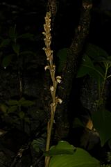 Peristylus