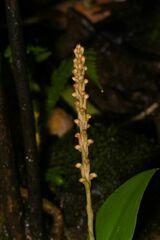Peristylus