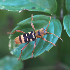 Chlorophorus quinquefasciatus