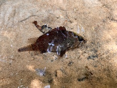 Nandus nebulosus