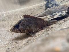 Nandus nebulosus