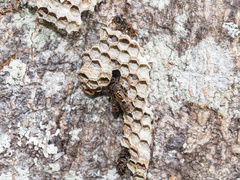 Ropalidia socialistica