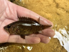 Nandus nebulosus