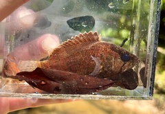 Nandus nebulosus