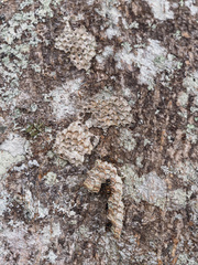 Ropalidia socialistica