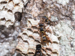 Ropalidia socialistica