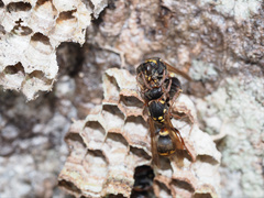 Ropalidia socialistica
