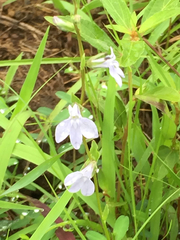Lobelia appendiculata